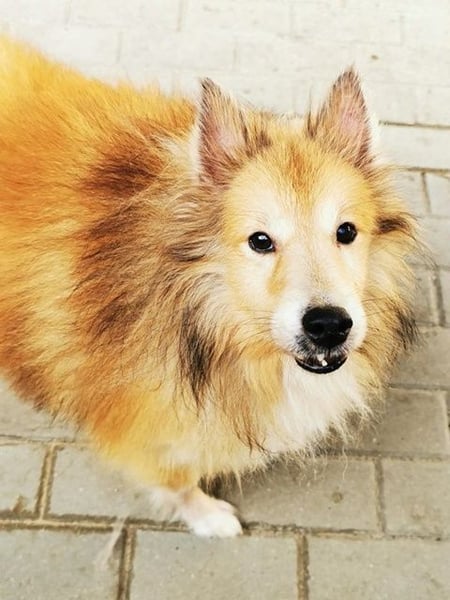 Chicko, Sheltie, geb. 2014, unglaublich netter Senior sucht Zuhause