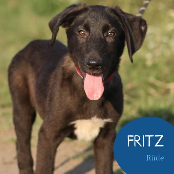 Süßer Fritz sucht sein Zuhause