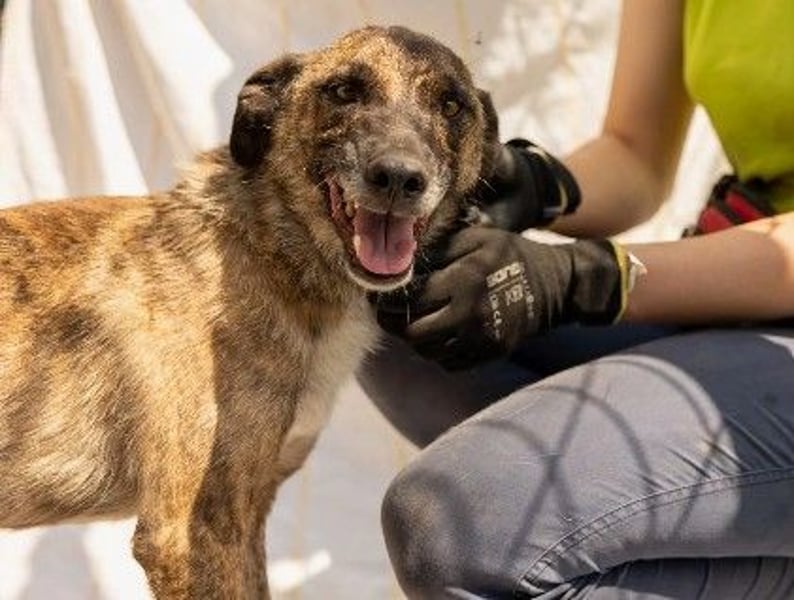 Verschmuster, bezaubernder Rocky