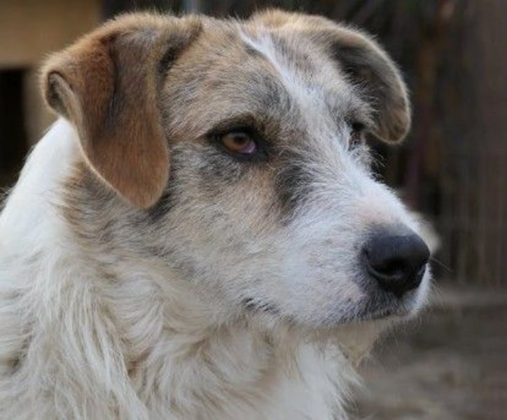 Zauberhafter Leo sucht seine Familie