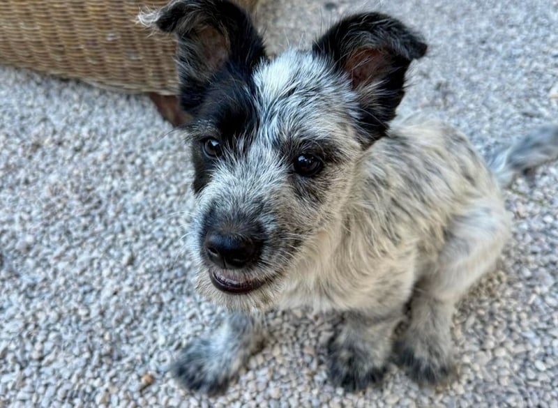 Tobi - aufgeweckter und verspielter junger Terrier-Mix