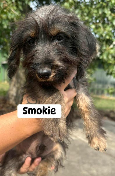 Smockie, geboren 02.07.2025 sucht sein Körbchen