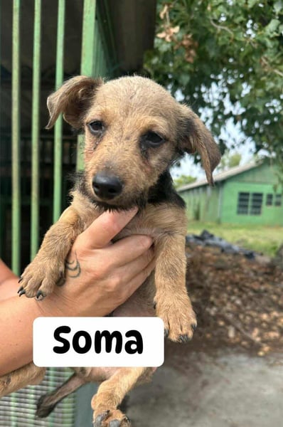 Soma, geboren 02.07.2025 sucht sein Zuhause