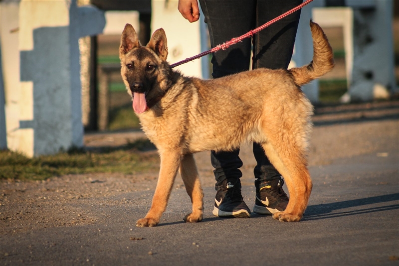 Beni Schäferhundmischling Rüde 3 Jahre alt in Ungarn