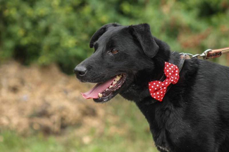 Zorro Labradormischling Rüde ca. 9,5 Jahre alt in Ungarn