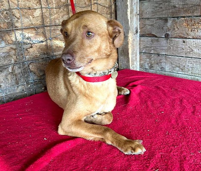 ❤️ pfiffiger kleiner DINGO - 1,5 Jahre, 40cm/10kg - Mischling