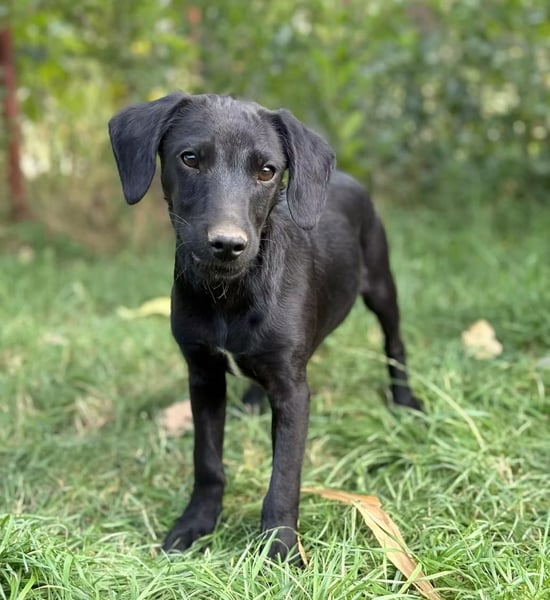 EMMETT - Ein kleiner Herzensbrecher auf vier Pfoten
