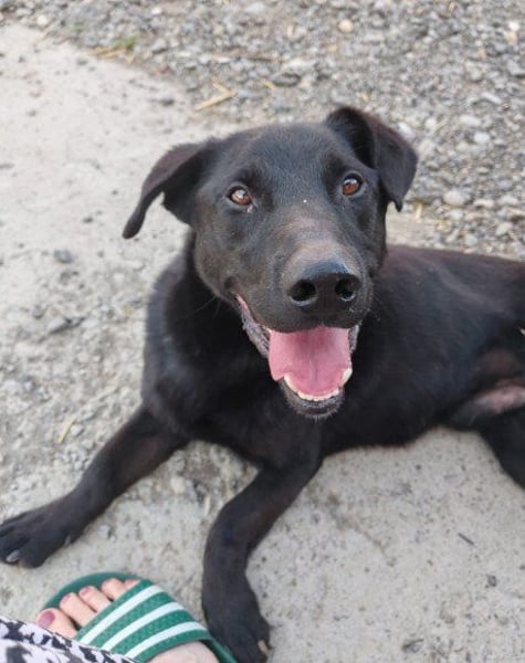 Blacky ♥ Aron ♥ sucht Schutz & Liebe