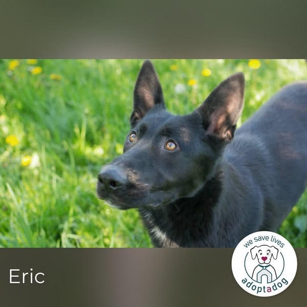 Eric: Der freundliche Rüde