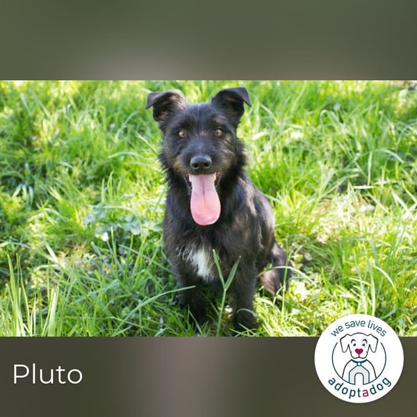 Pluto – Ein waschechter Spielgefährte!