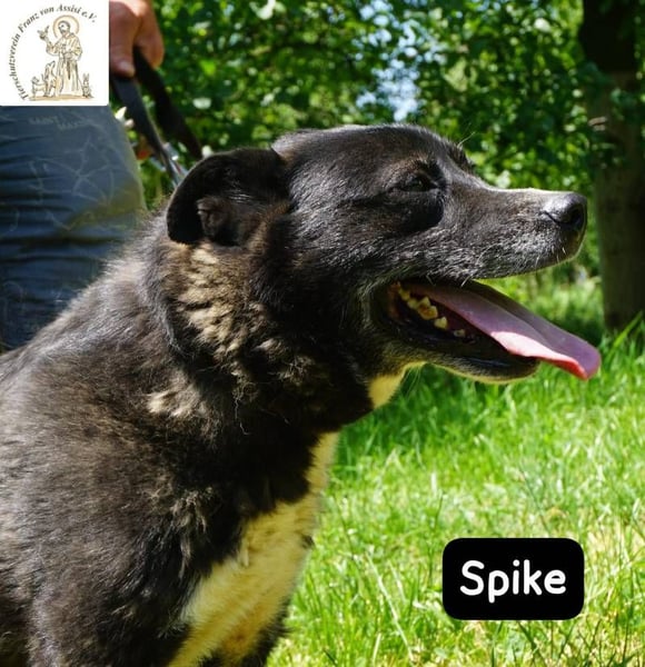 Spike - manche Hunde reden laut – Spike flüstert. Aber wer genau hinhört, verliebt sich!