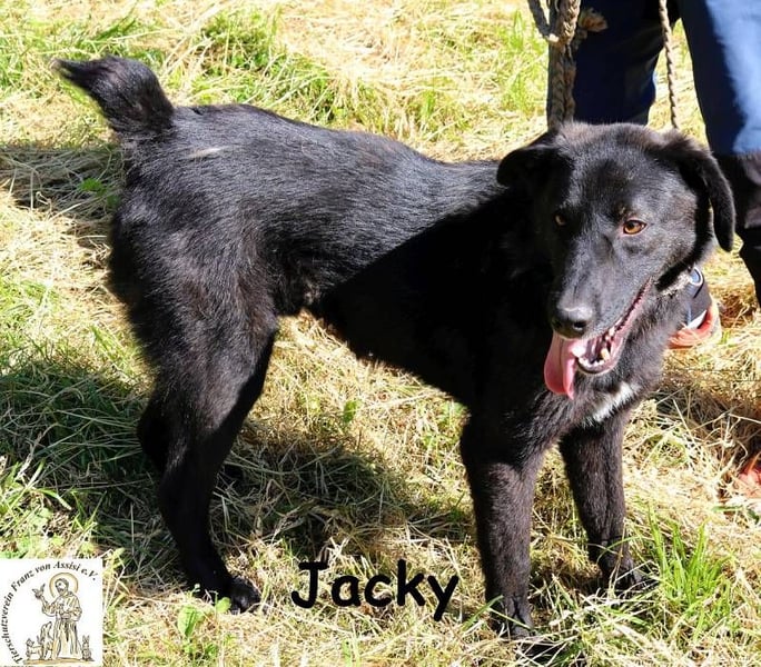 Jacky – ein gemütlicher Begleiter!