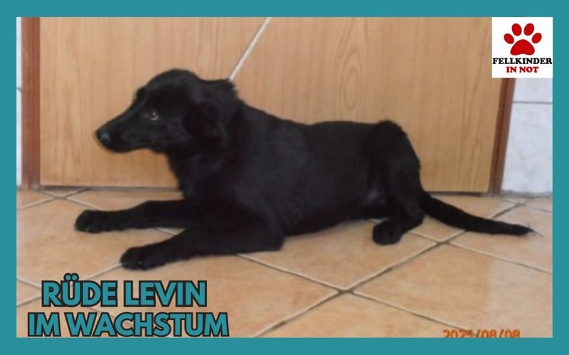 junger Mischlings-Rüde Levin sucht ein Zuhause, Junghund
