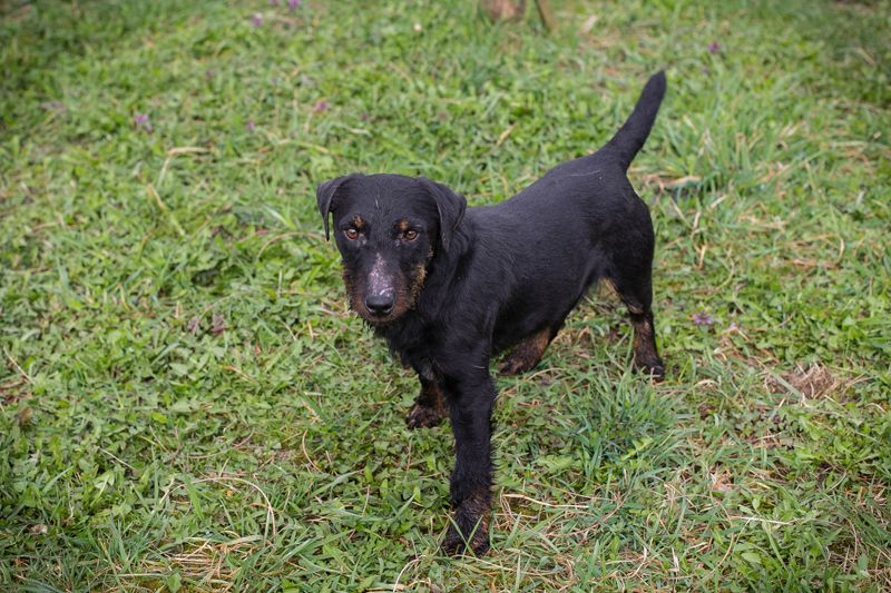 Viktor - hier suchen wir eine Familie die sich in der Seele eines Terriers etwas auskennt