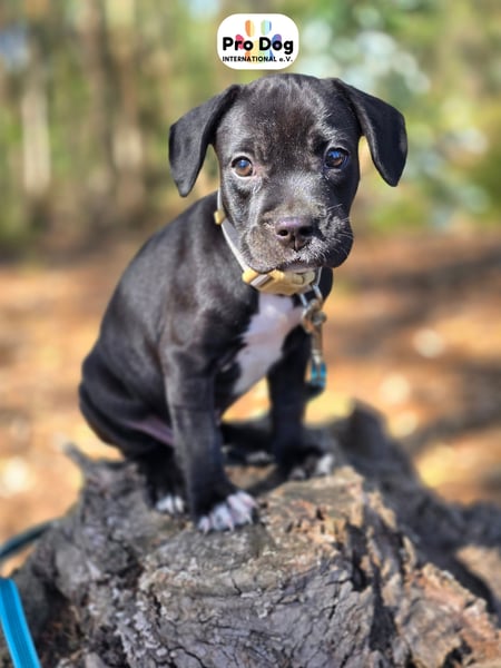 Hundebaby Sharik