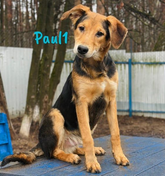 Paul1 geb. 04/2024 - verspielter, menschenbezogener und fröhlicher Junghund!