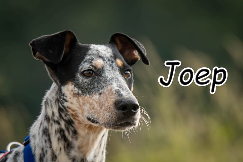 Darf Joep Ihre Familie bereichern?
