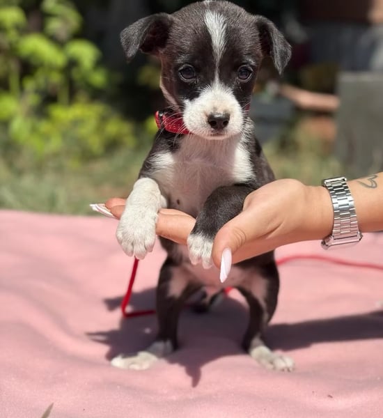 HOUDINI - Houdini – kleiner Welpe mit großem Lebenswillen sucht ein liebevolles Zuhause