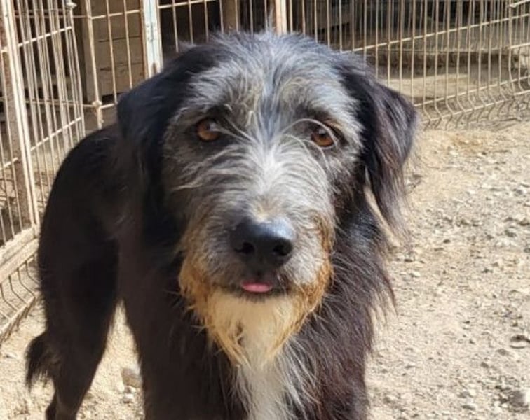 Mino ❤️ Seelenhund sucht seine Familie