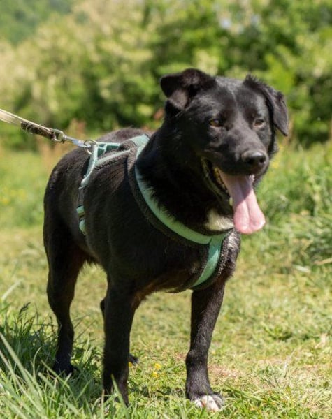 Mix-Rüde ♥ Milo ♥ ein Herz von Hund