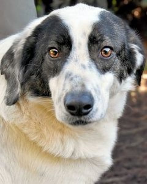Archie - Die Hoffnung stirbt zuletzt