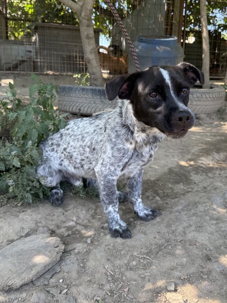Rocky - sitzt verzweifelt im Tierheim