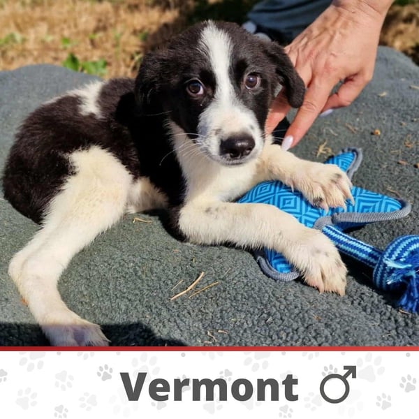 VERMONT ❤ EILIG sucht: Zuhause oder Pflegestelle