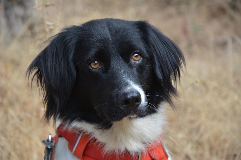 DOMINO