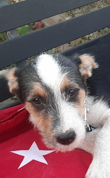 Hundejunge Aurel
