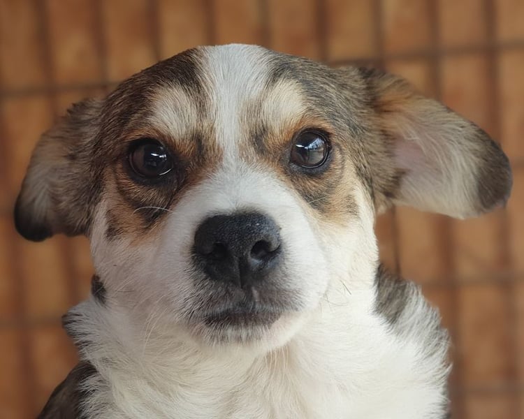 ♥OLLI♥ niedlicher tricolor-Junior, der uns mit seiner angenehmen und ruhigen Art sehr berührt 36 cm