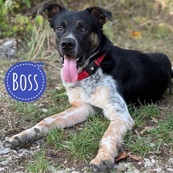 Boss ein aktiver Bub