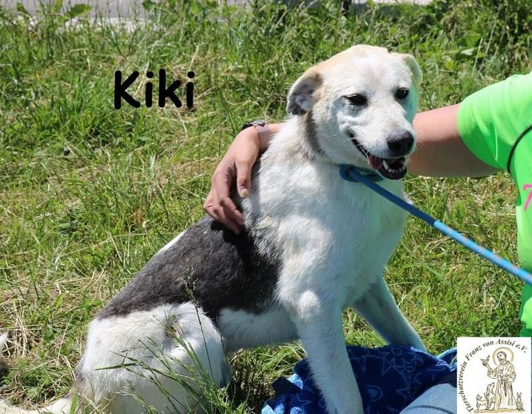 Kiki – Der perfekte Kumpel für Abenteuer und Sofa-Marathons!