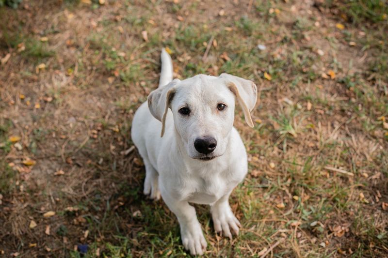 CHIP 264084 - Hundebub sucht seine aktive Familie