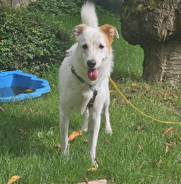 Lustiger Felix sucht ein aktives Zuhause