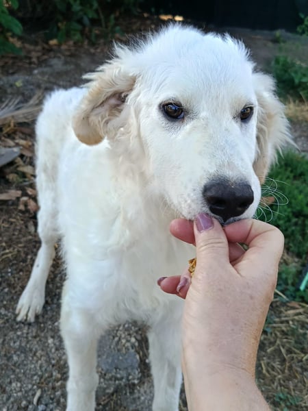 Giulio