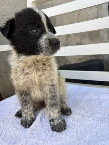 Welpe Oreo