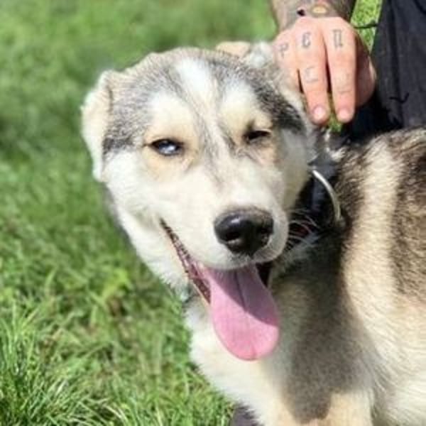 MONTY süßer Hundejunge