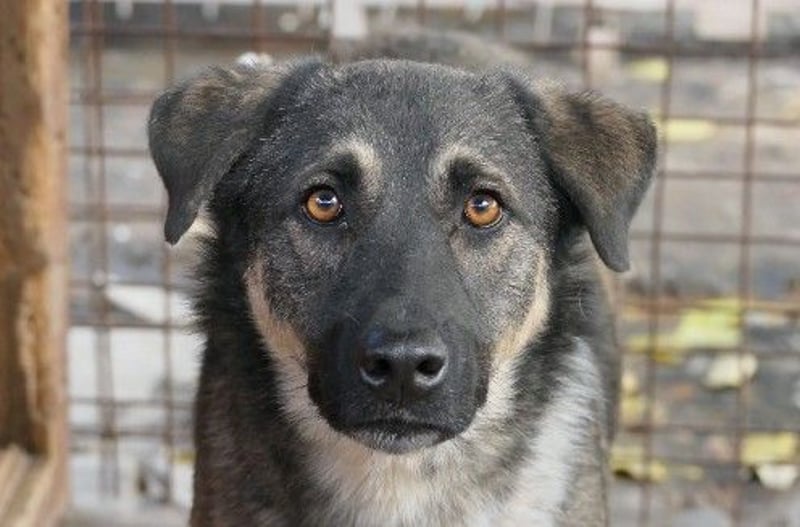 Liebenswerter Tommy sucht seine Familie