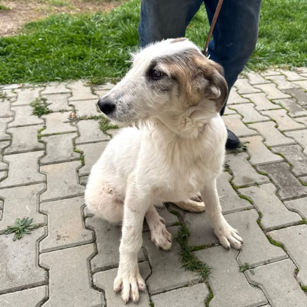 Anabell - 7 Monate junges, freundliches, liebes Hundemädchen sucht ein Zuhause