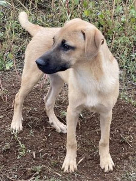 Erica - kleine Schmusebacke sucht Familienanschluss