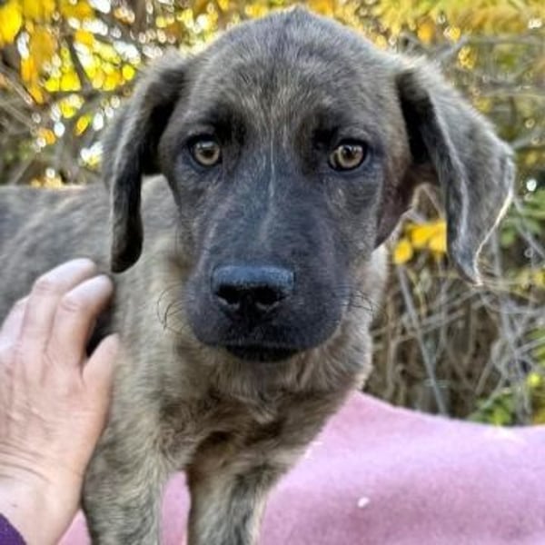 Enzo - kleiner Straßenjunge mit großem Herzen