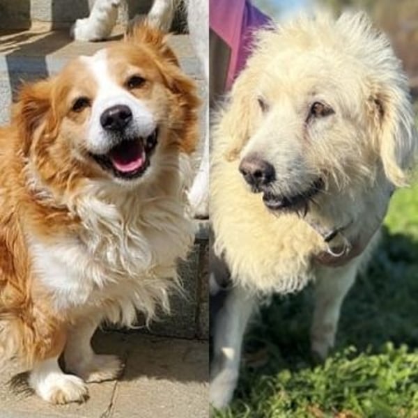 Dream Team Johnny und Max suchen gemeinsames Zuhause