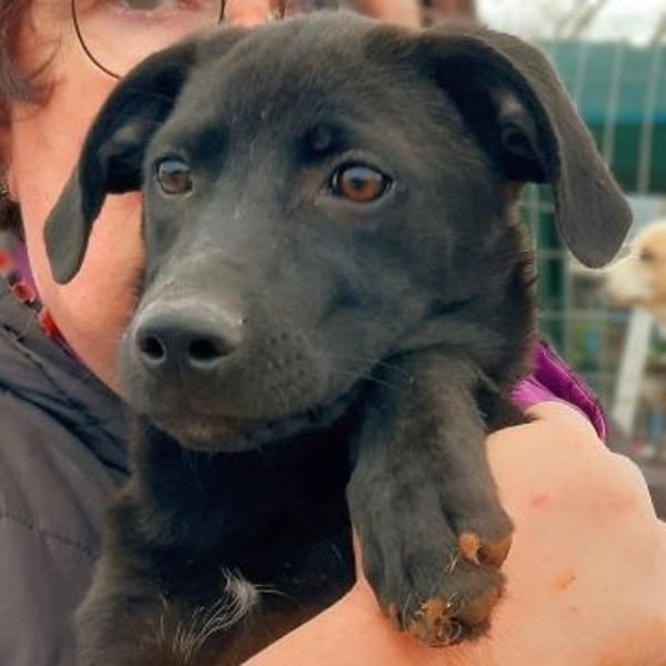 Eroica - ein Herz auf 4 Pfoten sucht ihre Familie