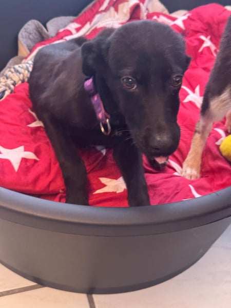 Nova sucht ihr Glück