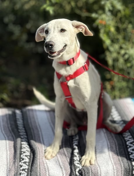 Dobby verzaubert alle