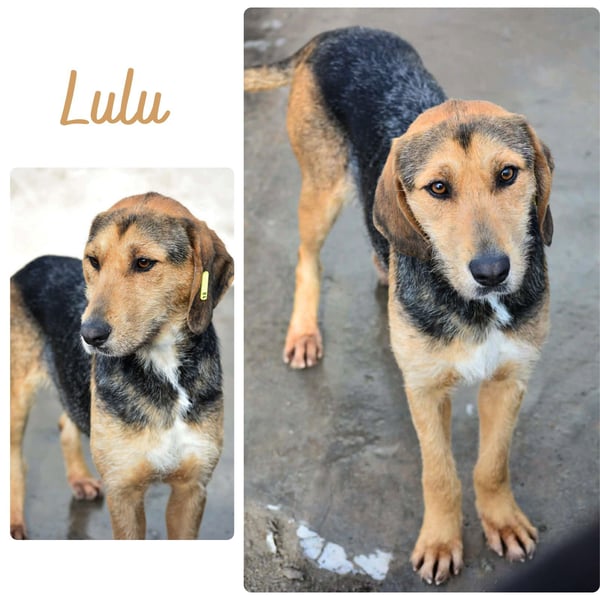 Lulu