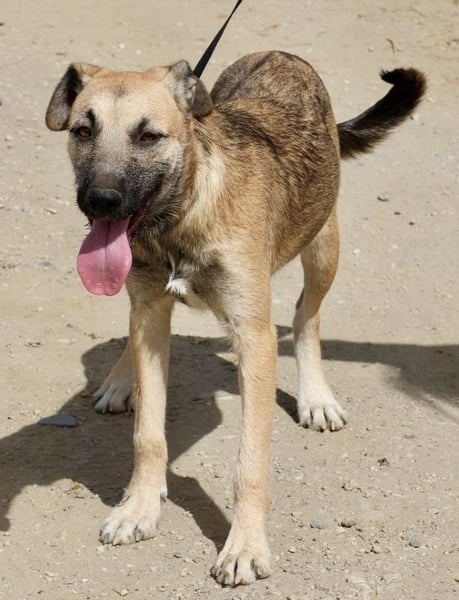 Nata, verschmust,liebevoll und familiengeeignet