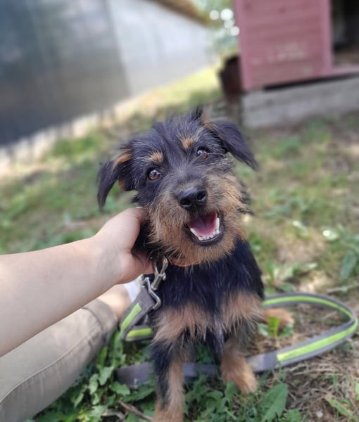 Mini Schnauzer Mix - Kiki