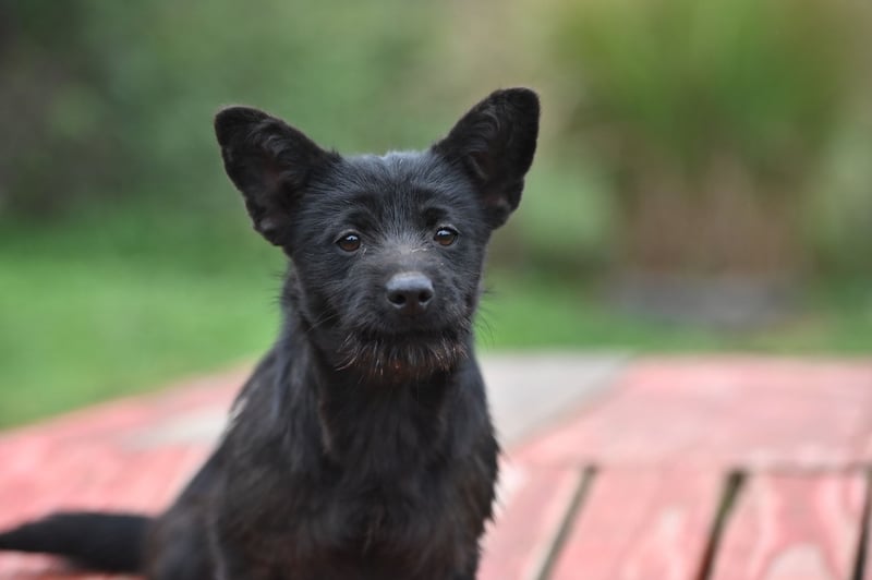 Mini Schnauzer - Alma
