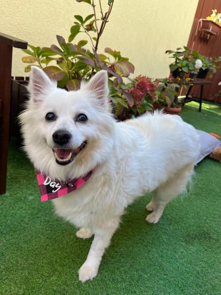 Ariel SR, ein liebenswertes Mädchen